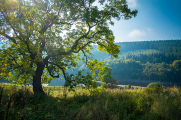 Summer sunlight shining through the green leaves of a large tree