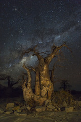 Milkyway and baobab trees