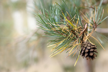 natural decoration/ cone pine growing on a branch in the forest 