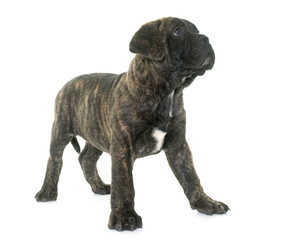 puppy bull mastiff