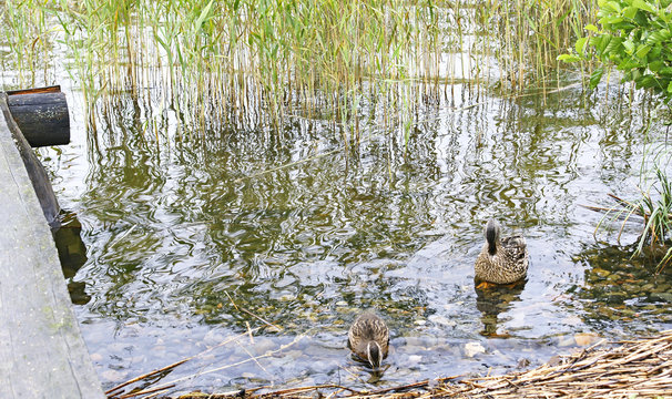 Patos en el r&iacute;o Svir, Mandrogi, Rusia