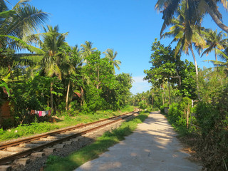 Obraz premium Railway in palm trees forest, Weligama, Sri Lanka