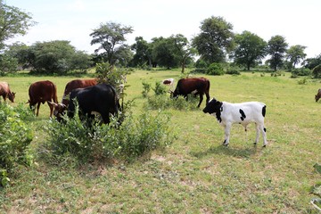 Herd of cows in Namibia, Africa 