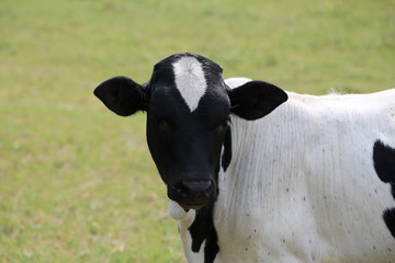 Portrait of black and white calf 