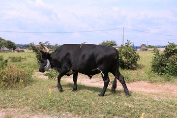 Black bull in Namibia, Africa