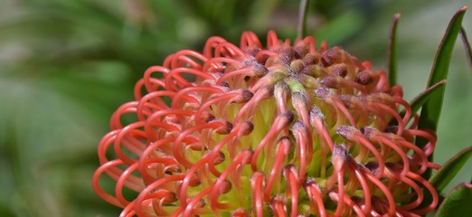 Close up of common pincushion protea blossom