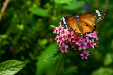 Buterfly