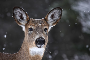 White-tailed deer in winter in Ottawa, Canada