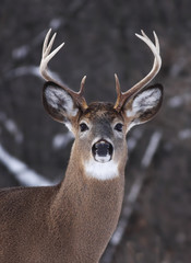 White-tailed deer buck closeup standing in the winter snow in Canada