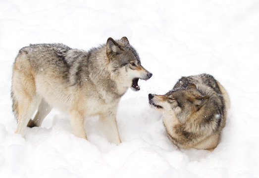 Timber wolves or grey wolves (canis lupus) isolated on a white background playing in the snow in Canada
