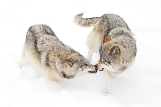 Timber wolves or Grey wolves isolated on a white background playing in the snow, Canada