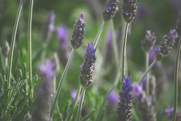 Lavender in the morning