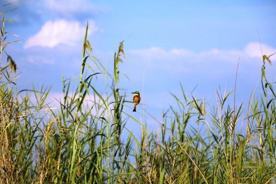 Swallowtail Bee-eater on the Okavango River, Caprivi Stripes of Namibia Africa