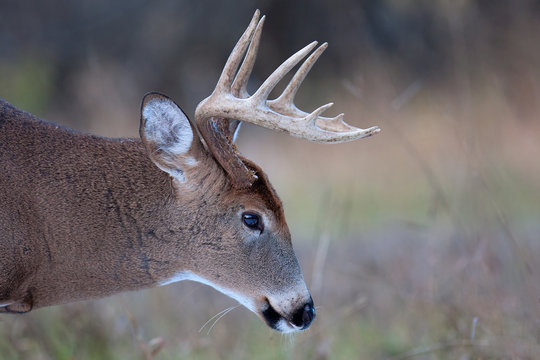 Fototapeta White-tailed deer buck in autumn in Ottawa, Canada