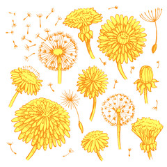 Floral elements for design, doodle ink dandelions. EPS10 Vector illustration