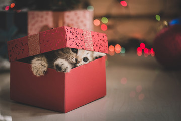Obraz premium kitten playing in a gift box