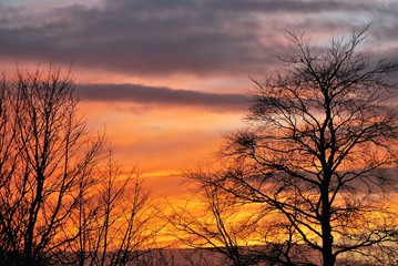 Colorful sunset with trees in foreground.
