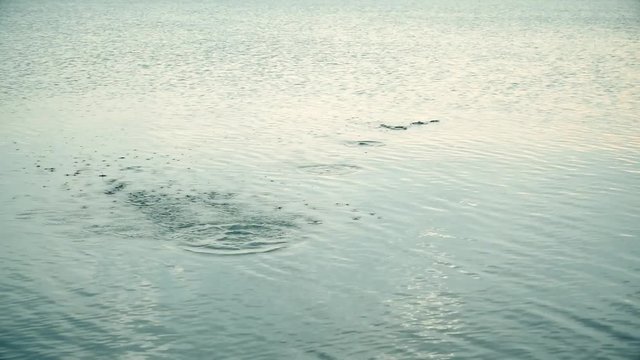 Rock skips across the surface of a calm lake, leaving ripples and circles on water surface in its wake.