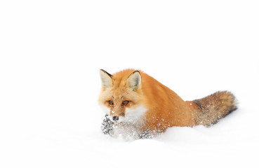 A Red fox (Vulpes vulpes) with a bushy tail isolated against a white background walking in the...