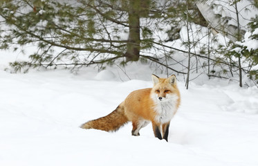 Red fox walking through the snow in winter in Algonquin Park, Canada