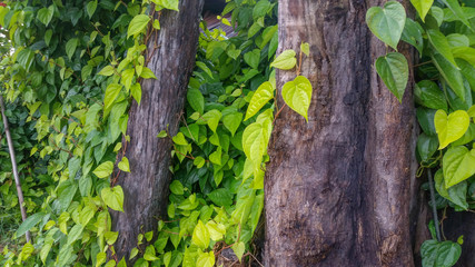 green betel leaves and stem