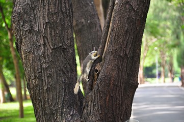 Squirrel On Tree
