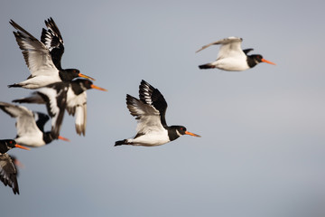 Eurasian Oystercatcher, Oystercatcher, Birds