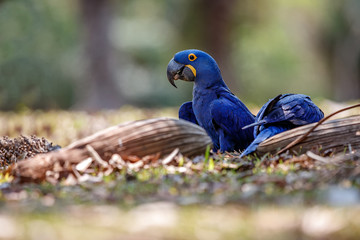 hyacinth macaw on a ground in the nature habitat, wild brasil, brasilian wildlife, birding, biggest parrot, blue magic, palm nuts, blue