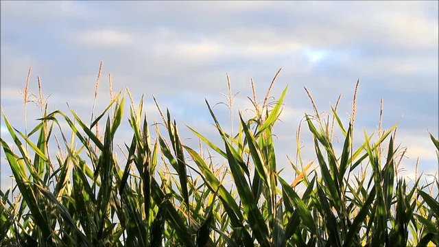 maize field against sky and clouds
