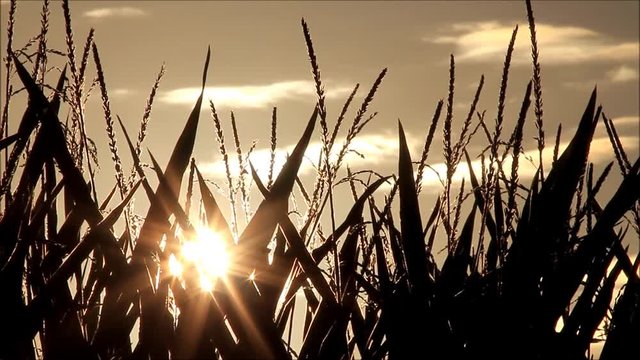 maize field at sunrise
