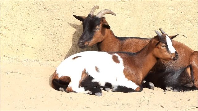 two lovely goats resting  
