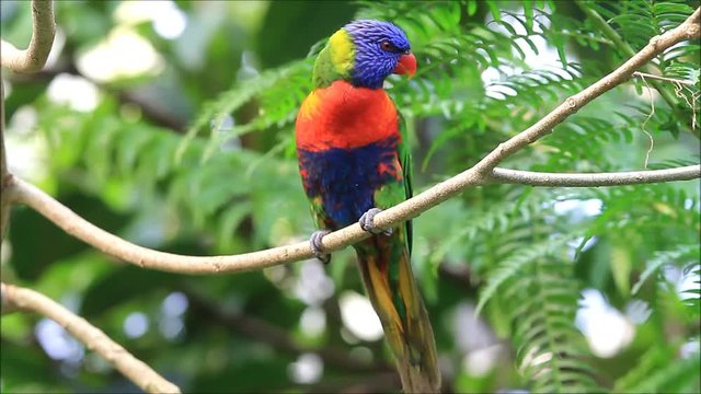 colorful bird,  Rainbow Lorikeet (Trichoglossus moluccanus)
