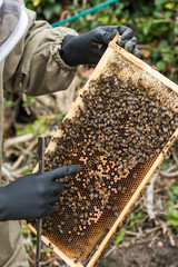 Beekeeper inspecting health of bees