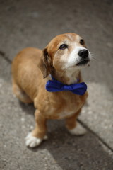 cane con farfalla papillon