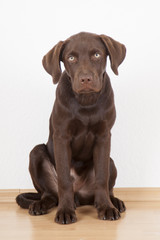 sweet brown labrador dog sitting in a room