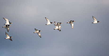 Eurasian Oystercatcher, Oystercatcher, Birds