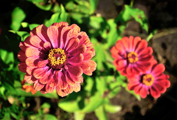 Beautiful garden flowers illuminated by the sun. Красные цинии, освещенные солнцем.