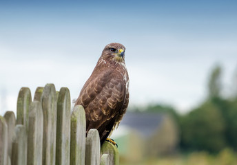 Mäusebussard (buteo buteo), common buzzard
 16134.jpg