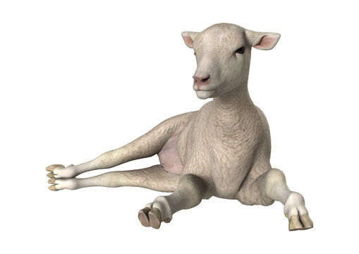 3D Rendering White Lamb on White