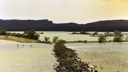 Flamingos on Curacao