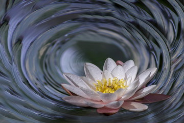 degree 360 , polar panorama of lotus in water