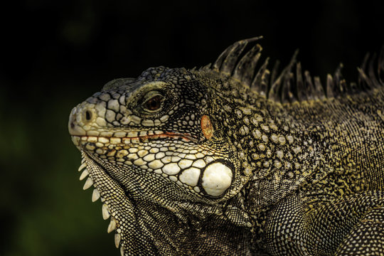 Iguana on Curacao