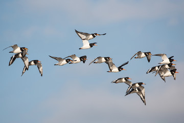 Eurasian Oystercatcher, Oystercatcher, Birds
