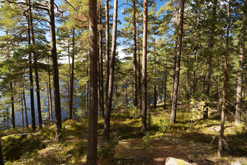 Im Tiveden Nationalpark in Schweden