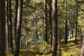 Im Tiveden Nationalpark in Schweden