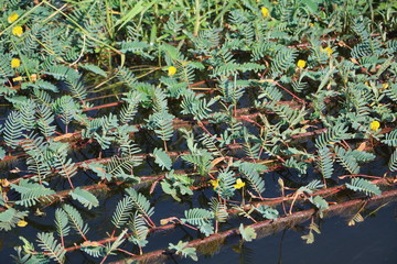 Aeschynomene fluitans in Okavango River, Namibia Africa