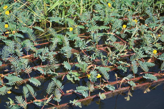 Aeschynomene fluitans in Okavango River, Namibia Africa