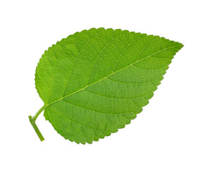 green leaf isolated on a white