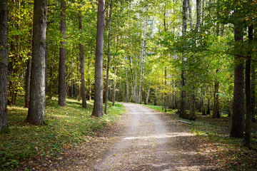Fototapeta premium pathway in a forest