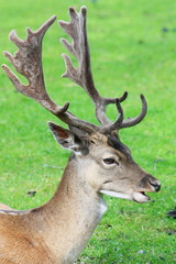 Naklejka na ściany i meble Male horned deer close up